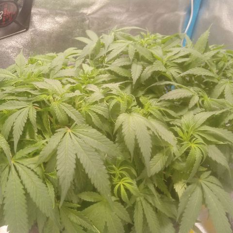 Mac Daddy growlog timeline photo