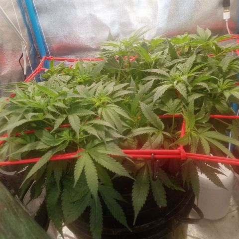 Mac Daddy growlog timeline photo
