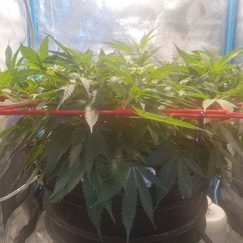 Mac Daddy growlog timeline photo