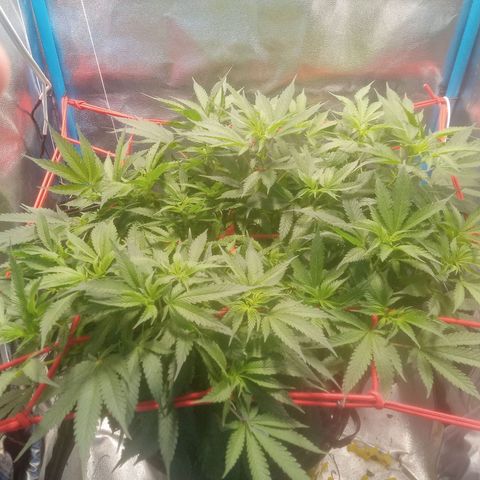 Mac Daddy growlog timeline photo