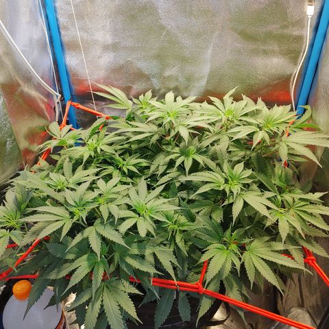 Mac Daddy growlog timeline photo