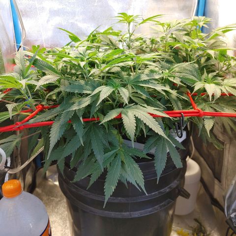 Mac Daddy growlog timeline photo