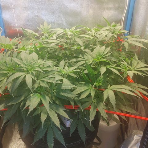 Mac Daddy growlog timeline photo