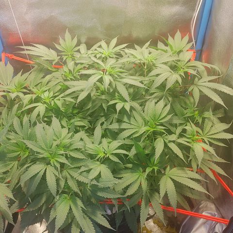 Mac Daddy growlog timeline photo