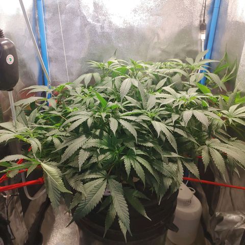 Mac Daddy growlog timeline photo