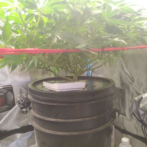 Mac Daddy growlog timeline photo
