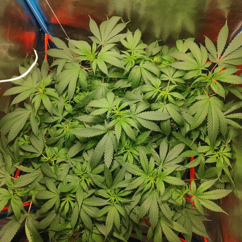 Mac Daddy growlog timeline photo