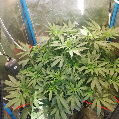 Mac Daddy growlog timeline photo