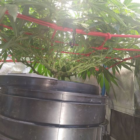 Mac Daddy growlog timeline photo