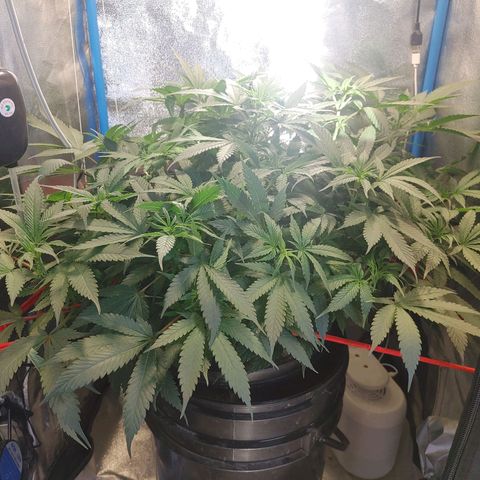 Mac Daddy growlog timeline photo