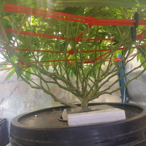 Mac Daddy growlog timeline photo