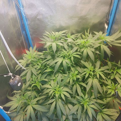 Mac Daddy growlog timeline photo