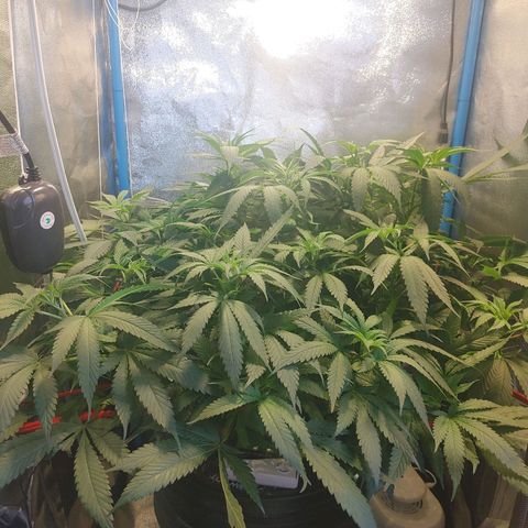 Mac Daddy growlog timeline photo