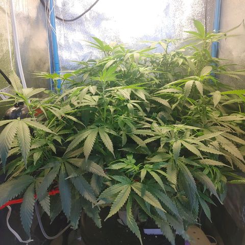 Mac Daddy growlog timeline photo