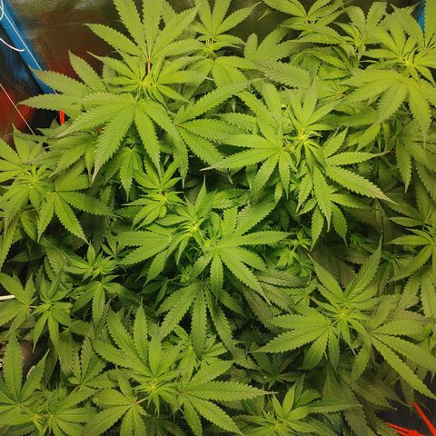 Mac Daddy growlog timeline photo
