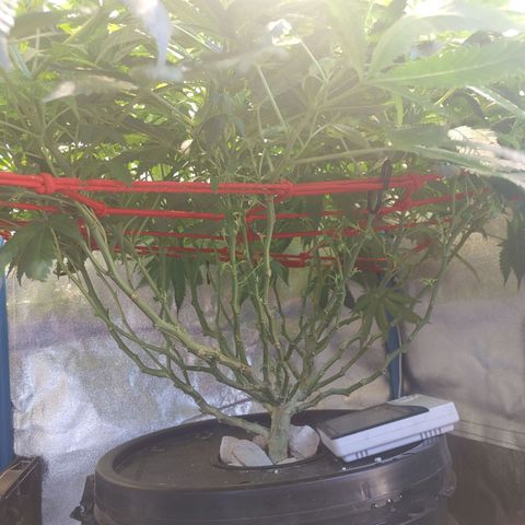Mac Daddy growlog timeline photo