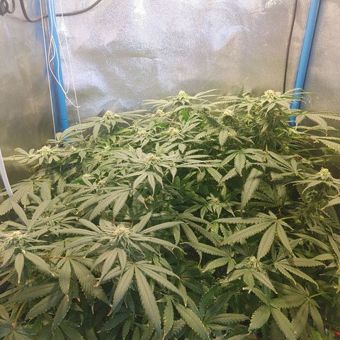 Mac Daddy growlog timeline photo