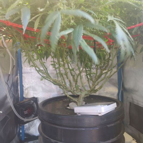 Mac Daddy growlog timeline photo