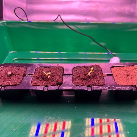 Wappa growlog photo: They are showing there faces