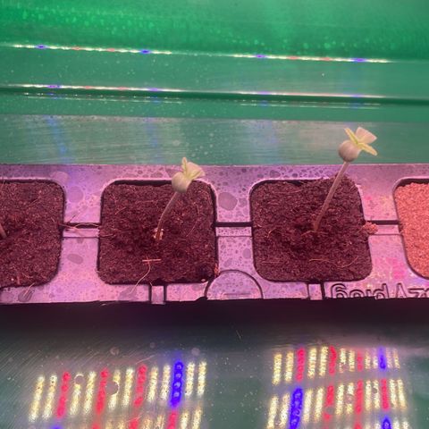 Wappa growlog timeline photo