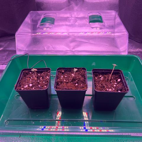 Wappa growlog timeline photo