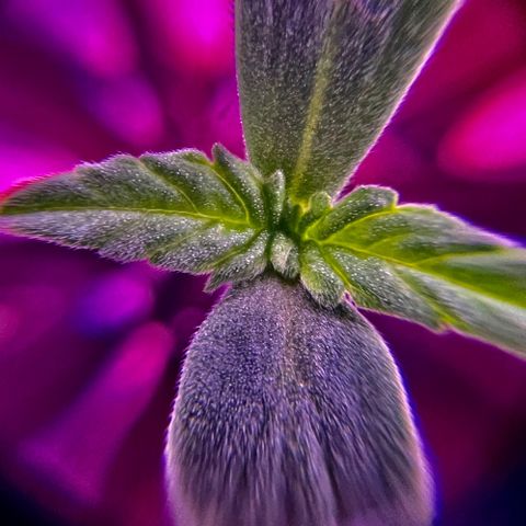 Wappa growlog timeline photo