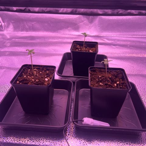 Wappa growlog timeline photo