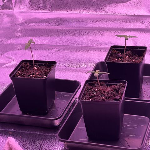 Wappa growlog timeline photo