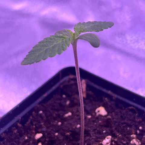 Wappa growlog timeline photo