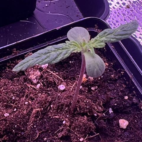 Wappa growlog timeline photo