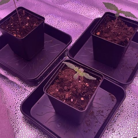 Wappa growlog timeline photo