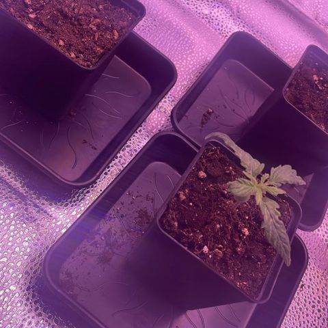 Wappa growlog photo: Little bit worried