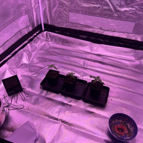 Wappa growlog timeline photo