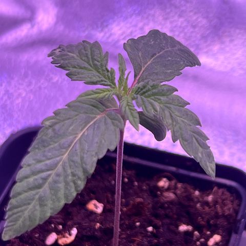 Wappa growlog timeline photo