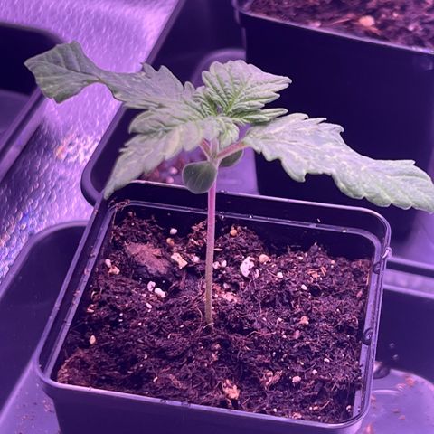 Wappa growlog timeline photo