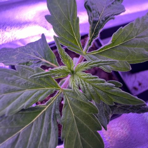 Wappa growlog timeline photo