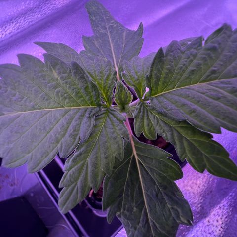 Wappa growlog timeline photo
