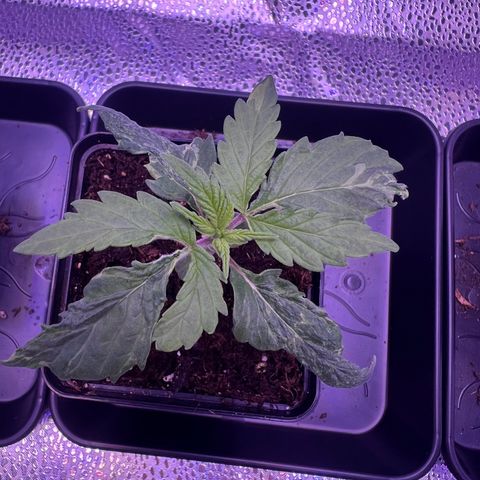 Wappa growlog timeline photo