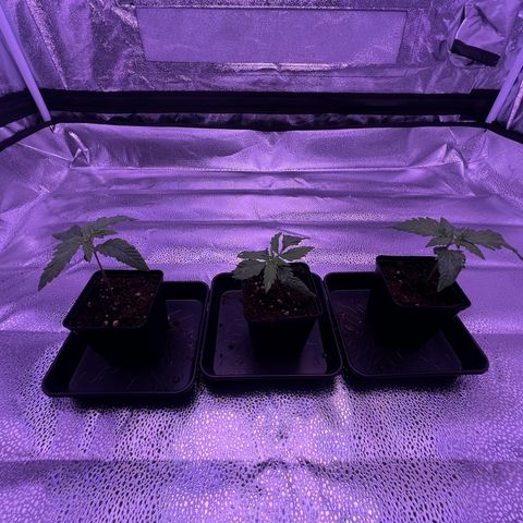 Wappa growlog timeline photo