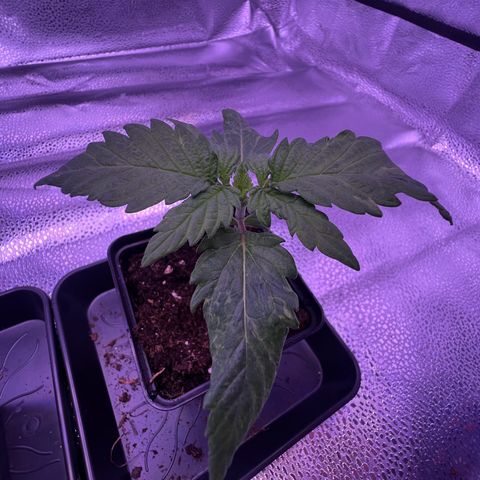 Wappa growlog timeline photo