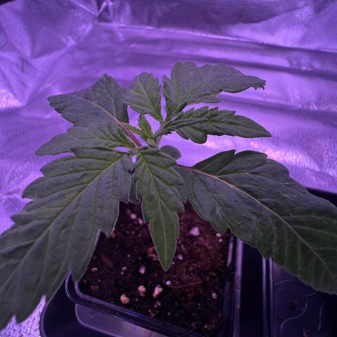 Wappa growlog timeline photo