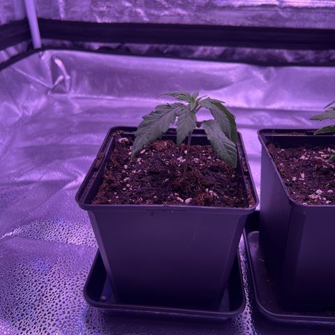 Wappa growlog timeline photo
