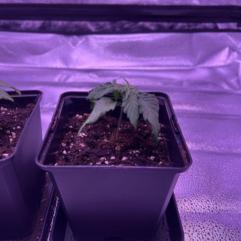 Wappa growlog timeline photo