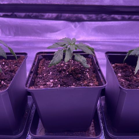 Wappa growlog timeline photo
