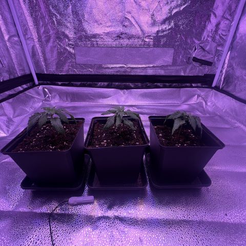 Wappa growlog timeline photo
