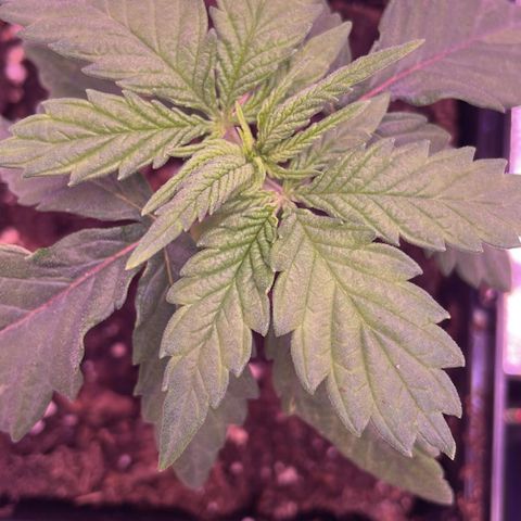 Wappa growlog photo: Out of town today. Max came by to check the water. 

Stem is better, the red is disappearing. They are looking better today
