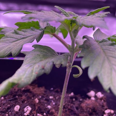 Wappa growlog photo: Out of town today. Max came by to check the water. 

Stem is better, the red is disappearing. They are looking better today