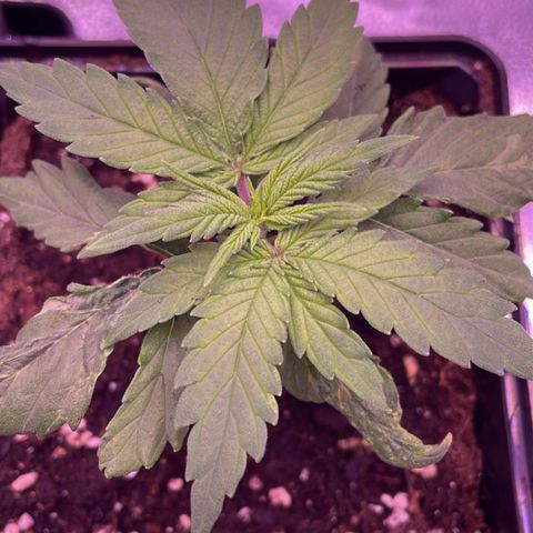 Wappa growlog photo: Out of town today. Max came by to check the water. 

Stem is better, the red is disappearing. They are looking better today