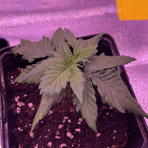 Wappa growlog photo: Out of town today. Max came by to check the water. 

Stem is better, the red is disappearing. They are looking better today