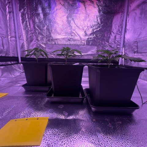 Wappa growlog photo: Daily check up. Raised the light a few cm. But they seem to be doing just fine.